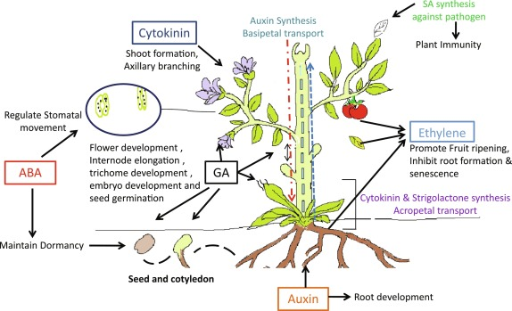 The journey and new breakthroughs of plant growth regulators in tissue culture
