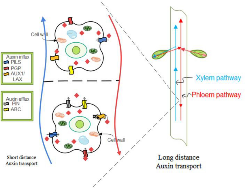 PAT model explanation of Auxins influx and efflux, on the left side of the schematic diagram, is auxins’ movement across a short distance. The movement of auxins from cell to cell, ATP-binding cassette subfamily, and special proteins PIN are responsible for the movement. On the right side is the pictorial view of auxins across long distances and the movement of auxins in the xylem and phloem pathways