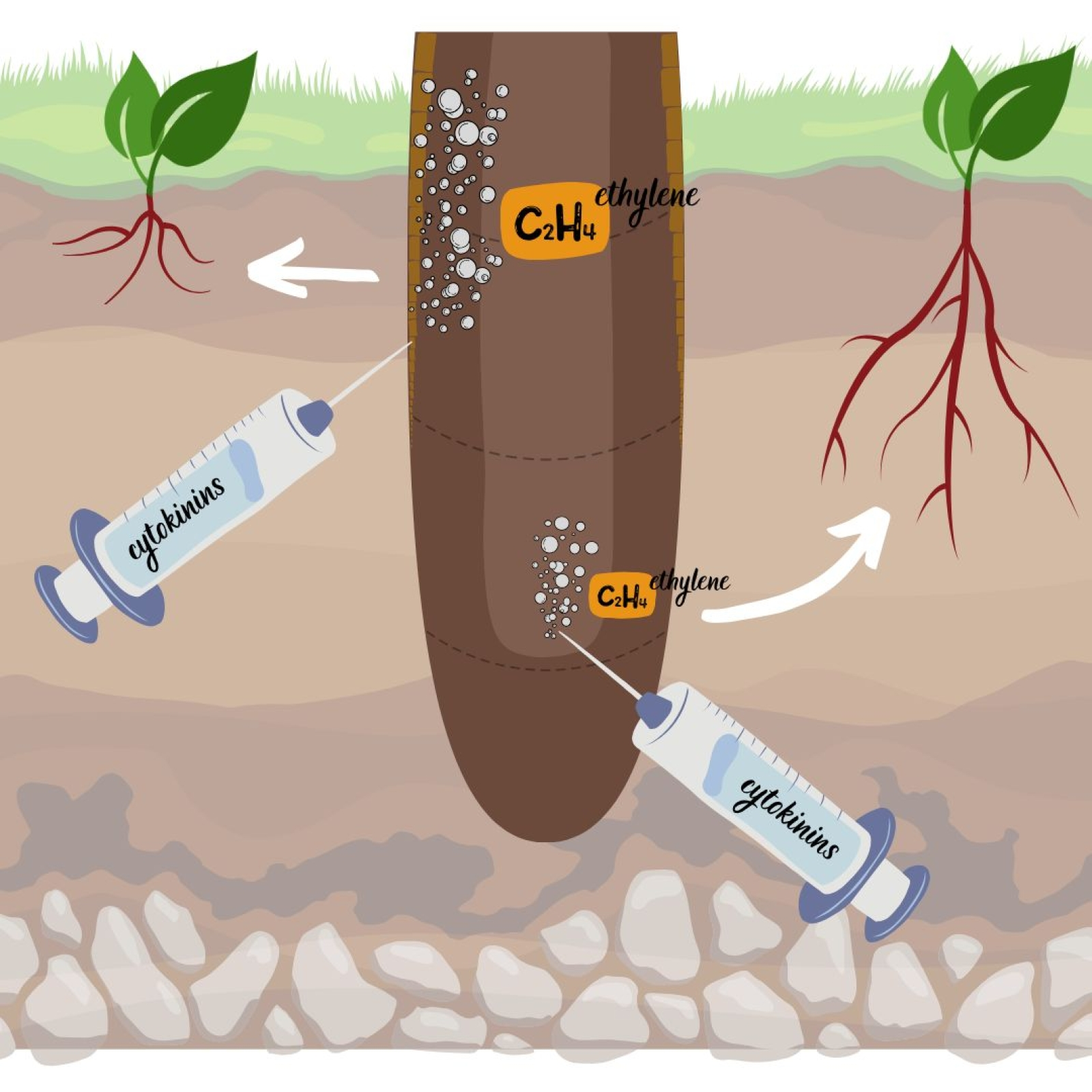 The response of root growth to cytokinins and ethylene