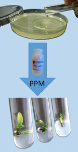 Plant Preservative Mixture (PPM)