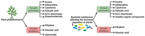 Classification of plant phytohormones and bacterial substances based on their impact on plant growth.