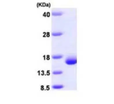 Recombinant Human Galectin 2, His Tag -50 ug